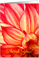 Thank You Red and Yellow Dahlia - Blank card