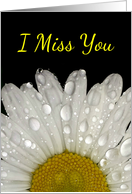 I Miss You Raindrops on Montauk Daisy - Blank card