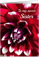 Thinking of You for Sister, Dahlia Red White Tipped Petals - Blank card