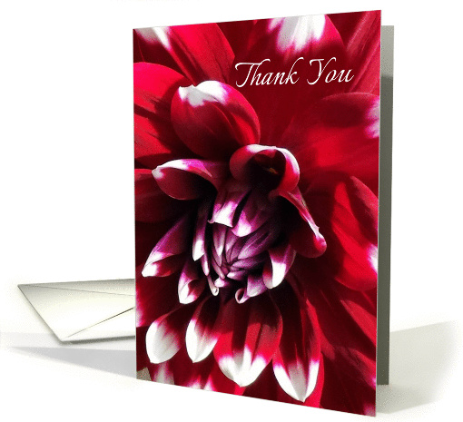 Thank You, Dahlia Red White Tipped Petals - Blank card (1408080)