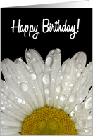 Happy Birthday, Raindrops on Montauk Daisy card