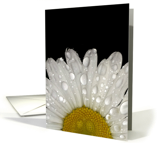 Raindrops on Montauk Daisy - Blank card (1410188)