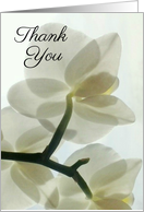 Thank You, Translucent White Orchid in a Misty Dream - Blank card