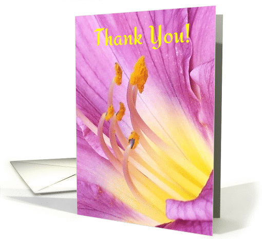 Thank You, Magenta and Yellow DayLily Petals - Blank card (1410386)