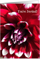 General Invitation, Red Dahlia with White-Tipped Petals card