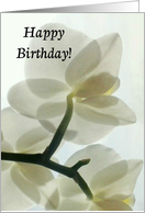 Happy Birthday, Translucent White Orchid in a Misty Dream card