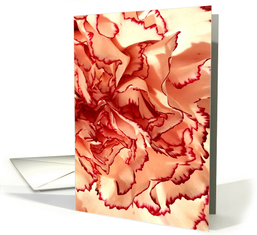 Carnation, Cream and Red Petals - Blank card (1418422)