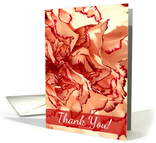 Thank You! Carnation, Cream and Red Petals - Blank card (1418680)