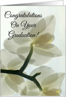Congratulations On Your Graduation -Translucent White Orchid card