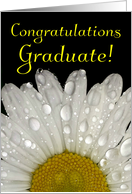 Congratulations On Your Graduation -Montauk Daisy Dew on Petals card