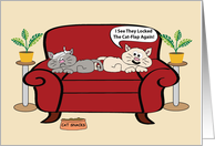 Two Cats On Chair Humor Birthday. card
