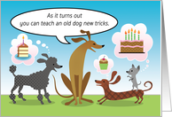 Old Dog Humor Happy Birthday Cake Cupcake card