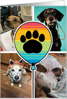 Balloon Pawprint Happy Birthday Custom Photo From Pet card