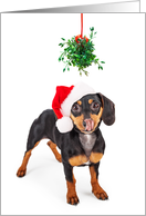 Wiener Under Mistletoe Christmas Card