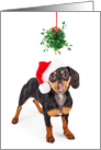 Wiener Under Mistletoe Christmas Card