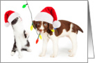 Cute Puppy and Kitten Christmas Card