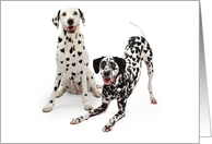 Dalmatian Dogs With Heart Shaped Spots - Valentines Card