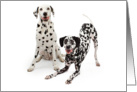 Dalmatian Dogs With Heart Shaped Spots - Valentines Card