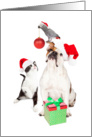 Dog Cat and Bird Together For Christmas card