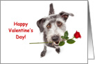 Terrier Dog Delivering Valentine’s Day Rose card