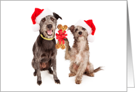 Dogs Sharing Holiday Cheer Christmas Card