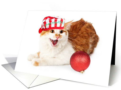 Funny Angry Cat Christmas card (1413618)