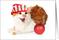 Funny Angry Cat Christmas Card