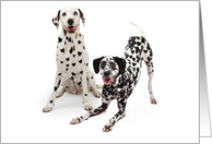 Dalmatian Dogs With...