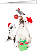 Dog Cat and Bird Together For Christmas card