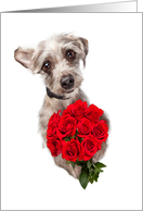 Cute Dog Delivering Valentine’s Day Roses card