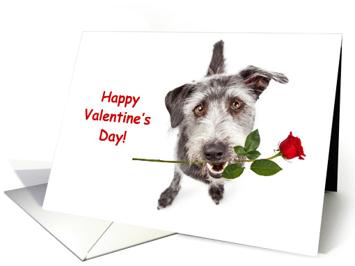 Terrier Dog Delivering Valentine's Day Rose card (1414796)