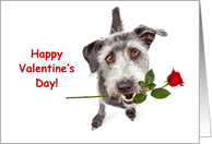 Terrier Dog Delivering Valentine’s Day Rose card