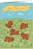 Happy Chow-chow on the blossoming field card