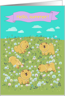Cute puppies Chow-chow on the blossoming field. Hello, summer! card