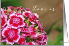 Bunch of Pink Flowers for Love with You card
