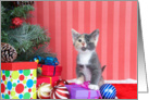 Meowy Christmas Calico kitten card