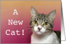 Congratulations Cat Adoption card