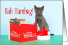 Christmas Present with Gray Kittens Bah Humbug card