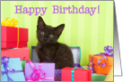 Kitten Happy Birthday card