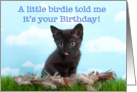 Humorous Kitten Happy Birthday card