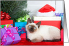 Siamese kitten under the tree Merry Christmas card