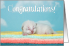 Newborn kitten congratulations new baby card