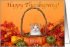 Tabby kitten in a pumpkin basket sending thanksgiving wishes card