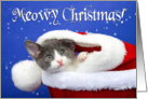 Tabby kitten peeking out for Christmas card