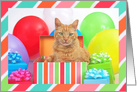 Orange Tabby Happy Birthday card