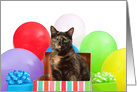 Tortoiseshell cat party Happy Birthday card