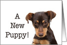 Congratulations, new puppy adoption card