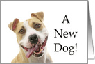 A new dog adoption congratulations card