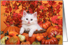 Autumn harvest kitten Thanksgiving wishes card