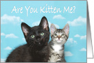 Two kittens happy to announce national hug your cat day card